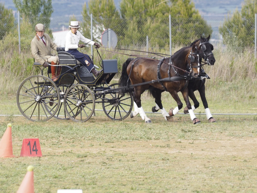 La Pinturita acogi&oacute; el Campeonato Navarro de Enganches